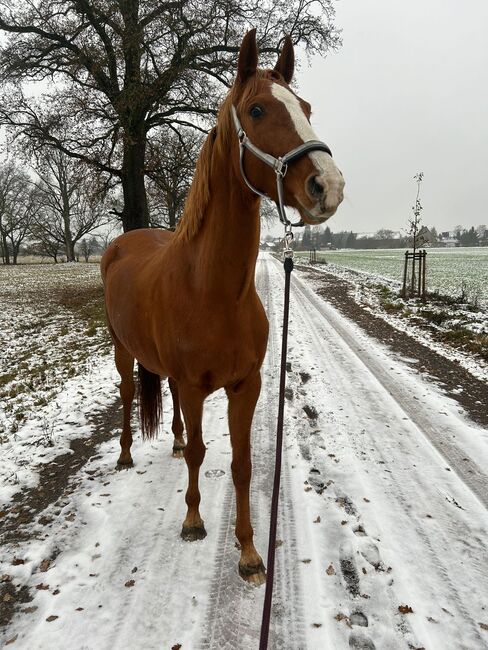 Oldenburger Stute Dressur Freizeit und Zucht, Privat, Horses For Sale, Schönhausen (Elbe), Image 2