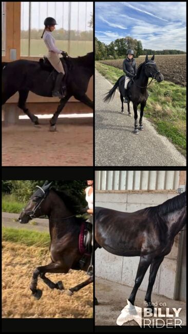 Oldenburger Wallach 9 jährig, Laura, Horses For Sale, Kupferzell, Image 7