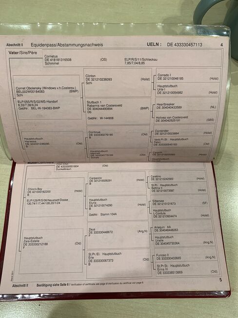 Oldenburger Stute , Freizeitpferd, Zuchtstute, Lonser , Pferd kaufen, Ostrhauderfehn , Abbildung 4