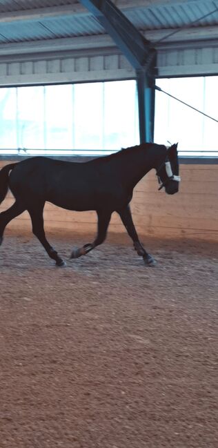 Oldenburger zu Verkaufen, P.J., Horses For Sale, Gutenhof 