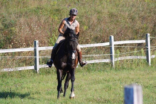 Oldenburger Wallach mit viel Ausstrahlung, Pet, Horses For Sale, Kirchschlag