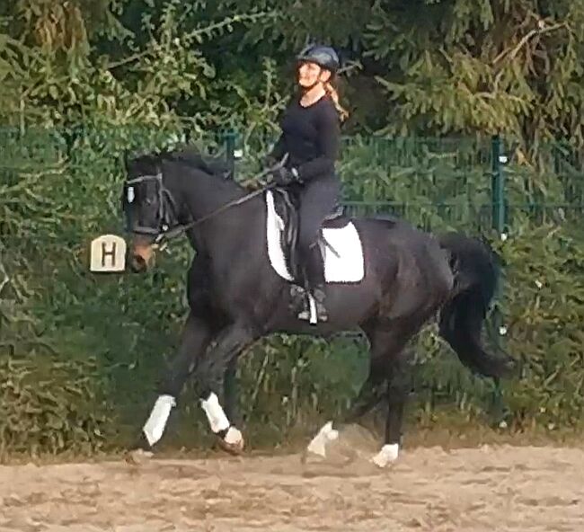 Oldenburger Wallach, Katja Ecker , Pferd kaufen, Zörbig 