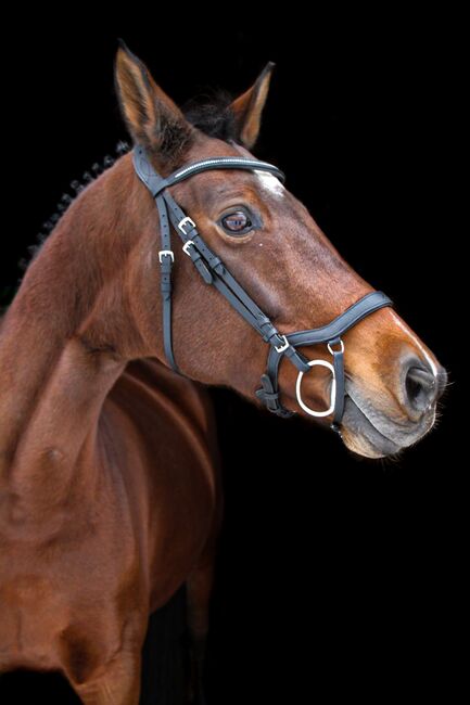 Oldenburger Stute als Zuchtstute zuverkaufen, Lea Olm , Horses For Sale, Sonnewalde OT Friedersdorf , Image 9