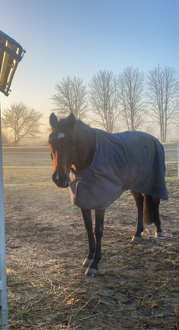 Oldenburger Stute als Zuchtstute zuverkaufen, Lea Olm , Horses For Sale, Sonnewalde OT Friedersdorf , Image 5