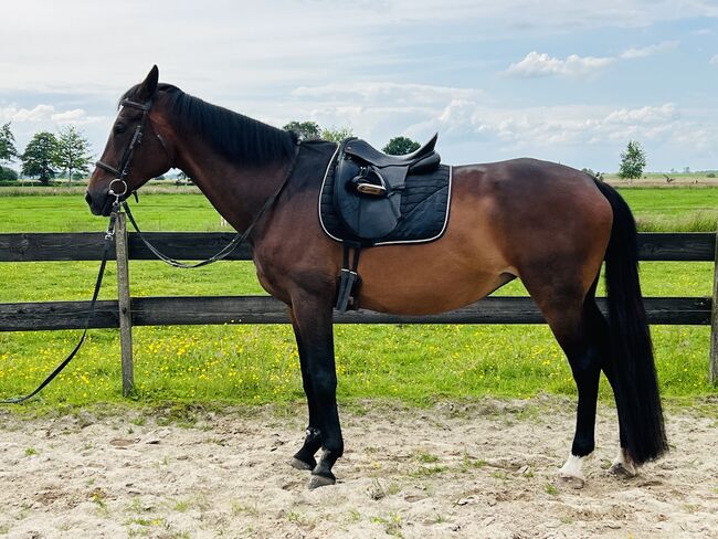 Oldenburger Stute , Freizeitpferd, Zuchtstute, Lonser , Horses For Sale, Ostrhauderfehn , Image 7