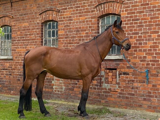 Oldenburger Stute,  E .p , Horses For Sale, Thedinghausen, Image 2