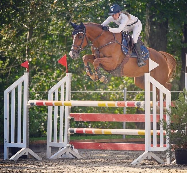 Oldenburger Stute, Alice, Horses For Sale, Scharans