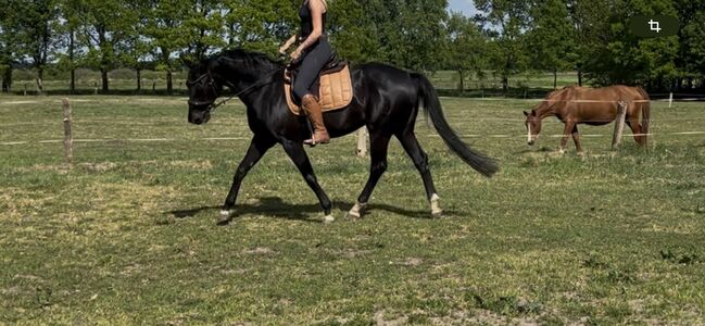 Oldenburger Stute Rappr KWPN Dressur, FSI, Horses For Sale, Schiffdorf, Image 5