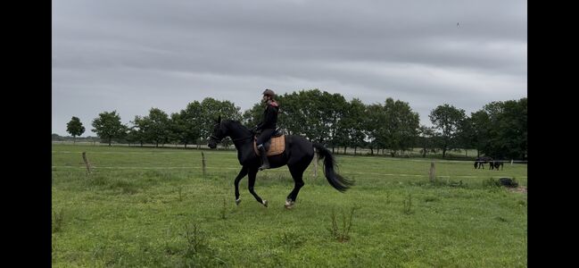 Oldenburger Stute Rappr KWPN Dressur, FSI, Horses For Sale, Schiffdorf, Image 13