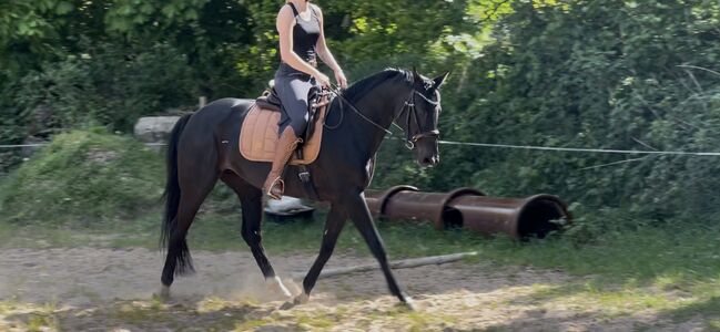 Oldenburger Stute Rappr KWPN Dressur, FSI, Horses For Sale, Schiffdorf, Image 4