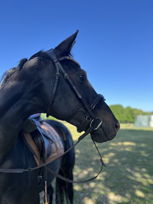 Oldenburger Stute Rappr KWPN Dressur, FSI, Horses For Sale, Schiffdorf, Image 11