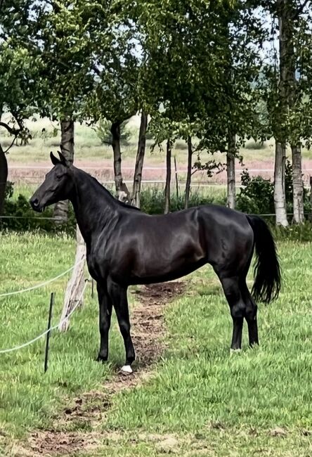 Oldenburger Stute Rappr KWPN Dressur, FSI, Horses For Sale, Schiffdorf