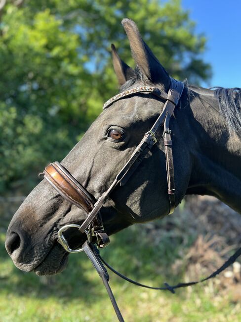 Oldenburger Stute Rappr KWPN Dressur, FSI, Horses For Sale, Schiffdorf, Image 2