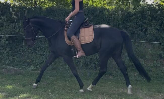 Oldenburger Stute Rappr KWPN Dressur, FSI, Horses For Sale, Schiffdorf, Image 7