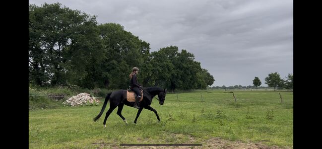 Oldenburger Stute Rappr KWPN Dressur, FSI, Horses For Sale, Schiffdorf, Image 12