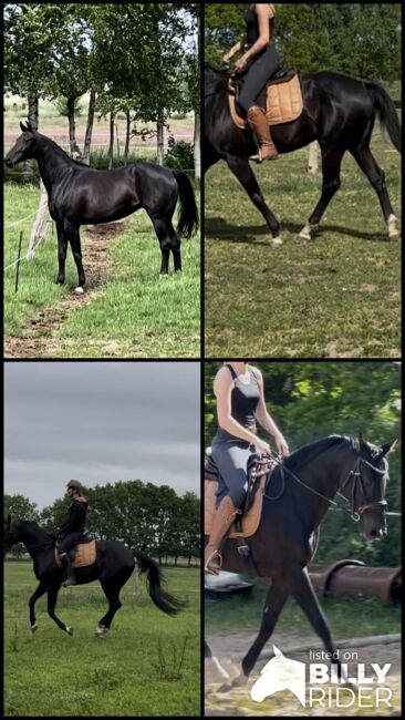 Oldenburger Stute Rappr KWPN Dressur, FSI, Horses For Sale, Schiffdorf, Image 14