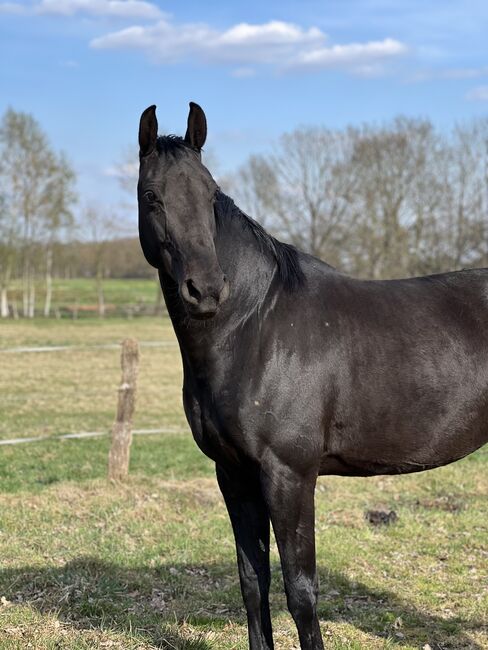 Oldenburger Stute Rappr KWPN Dressur, FSI, Horses For Sale, Schiffdorf, Image 10