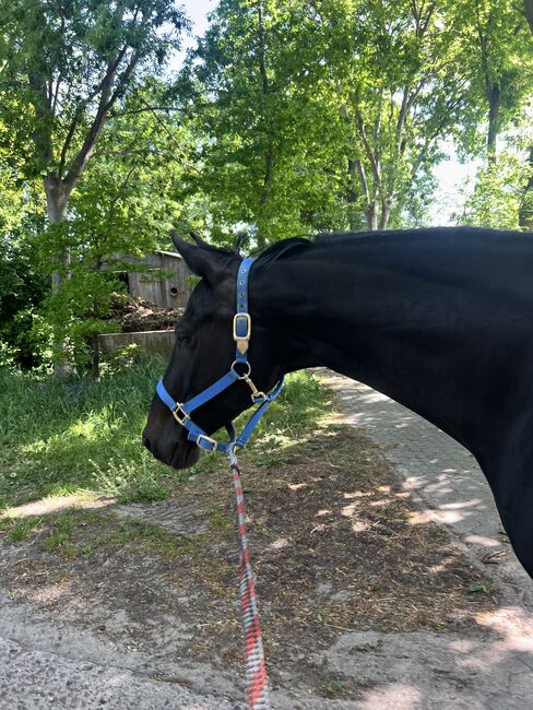Oldenburger Stute Rappr KWPN Dressur, FSI, Horses For Sale, Schiffdorf, Image 6