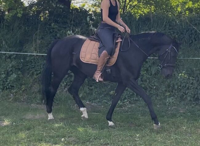 Oldenburger Stute Rappr KWPN Dressur, FSI, Horses For Sale, Schiffdorf, Image 8