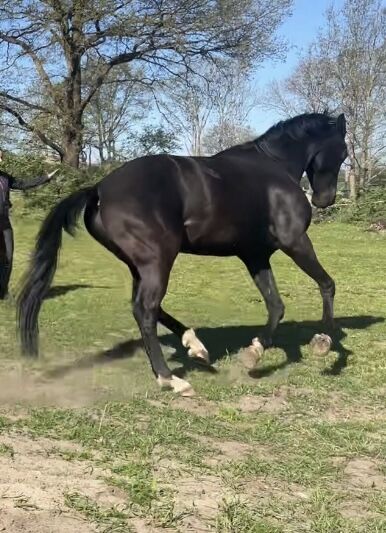 Oldenburger Stute Rappr KWPN Dressur, FSI, Horses For Sale, Schiffdorf, Image 9