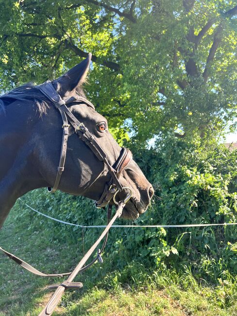 Oldenburger Stute Rappr KWPN Dressur, FSI, Horses For Sale, Schiffdorf, Image 3