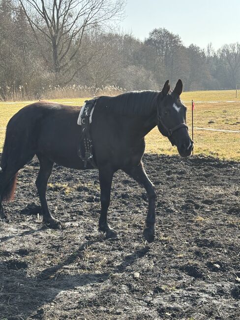 Oldenburger Rappstute, Özlem  Birekul , Horses For Sale, Georgenthal , Image 4