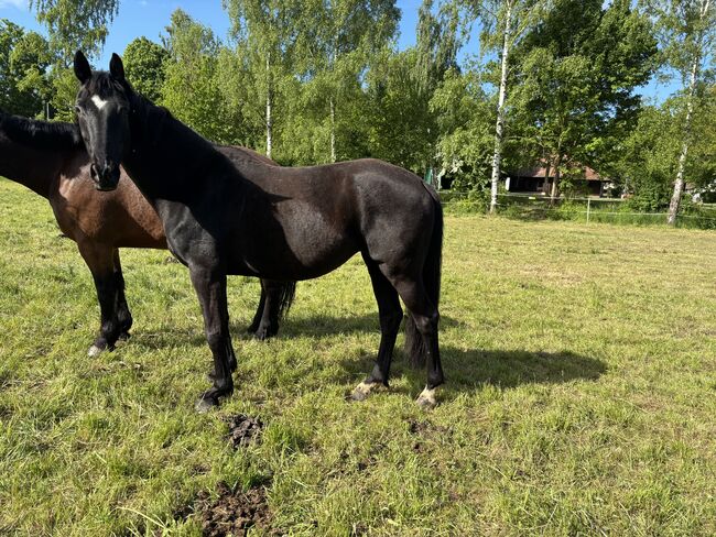 Oldenburger Rappstute, Özlem  Birekul , Horses For Sale, Georgenthal , Image 4