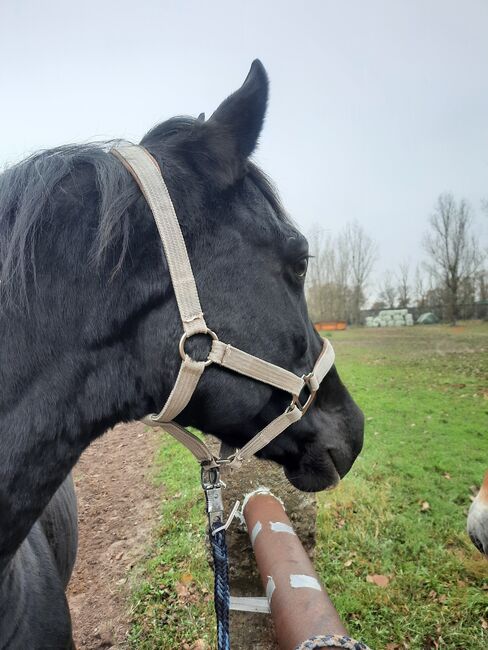 Älteres Halfter sucht neuen Pferdekopf, Julia , Halters, Oranienburg , Image 2