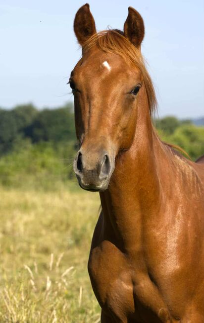 Olena S Gunna Spark - Nachwuchs mit Potenzial & Traumpferd-Charakter, Kerstin Rehbehn (Pferdemarketing Ost), Horses For Sale, Nienburg, Image 2