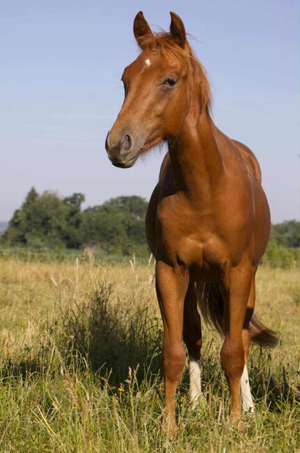 Olena S Gunna Spark - Nachwuchs mit Potenzial & Traumpferd-Charakter, Kerstin Rehbehn (Pferdemarketing Ost), Horses For Sale, Nienburg, Image 4