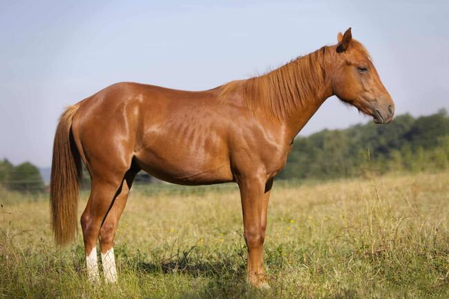Olena S Gunna Spark - Nachwuchs mit Potenzial & Traumpferd-Charakter, Kerstin Rehbehn (Pferdemarketing Ost), Horses For Sale, Nienburg, Image 6