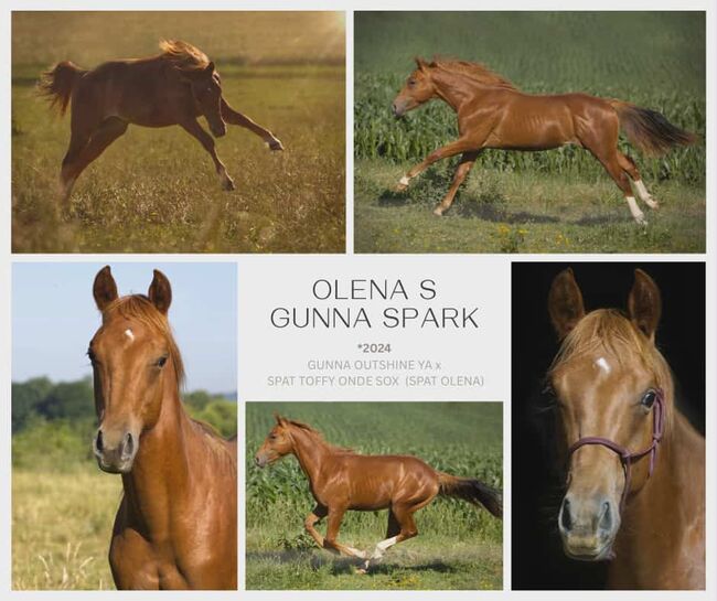 Olena S Gunna Spark - Nachwuchs mit Potenzial & Traumpferd-Charakter, Kerstin Rehbehn (Pferdemarketing Ost), Horses For Sale, Nienburg, Image 7