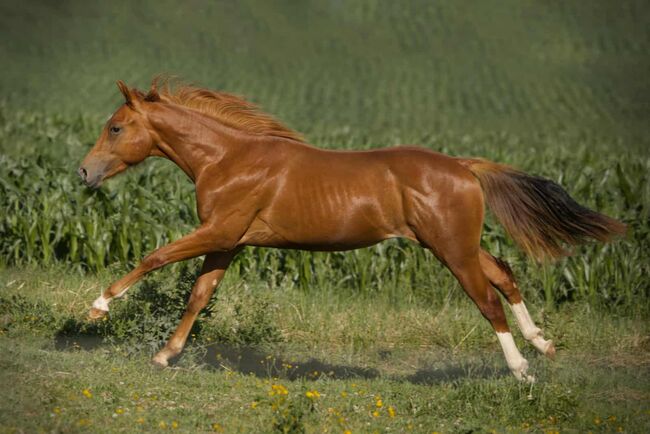 Olena S Gunna Spark - Nachwuchs mit Potenzial & Traumpferd-Charakter, Kerstin Rehbehn (Pferdemarketing Ost), Horses For Sale, Nienburg