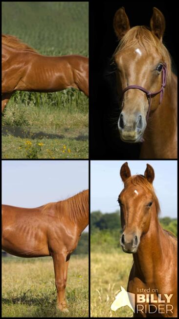 Olena S Gunna Spark - Nachwuchs mit Potenzial & Traumpferd-Charakter, Kerstin Rehbehn (Pferdemarketing Ost), Horses For Sale, Nienburg, Image 8