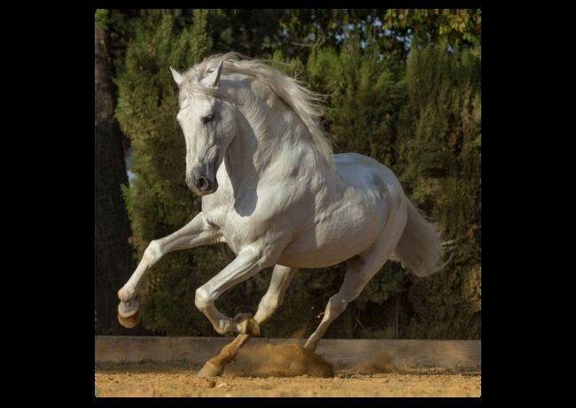 Verschiedene Andalusier und Lusitanos, Post-Your-Horse.com (Caballoria S.L.), Horses For Sale, Rafelguaraf, Image 7