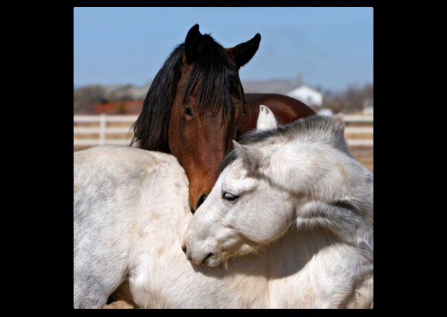 Verschiedene Andalusier und Lusitanos, Post-Your-Horse.com (Caballoria S.L.), Horses For Sale, Rafelguaraf, Image 5