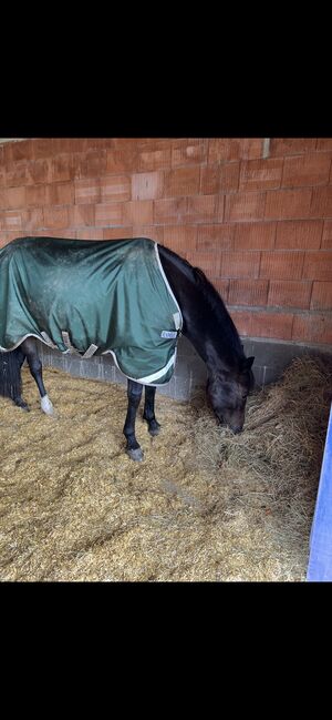 Verschiedene Decken (Rambo/Abschwitzdecke/Ausreitdecke), Horseware/Eskadron/Back on Track , Sabrina, Horse Blankets, Sheets & Coolers, Wolfsburg