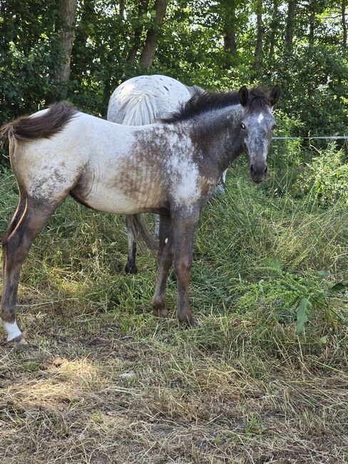 Verkaufe verschiedene pferde, Yvonne , Horses For Sale, Grimma, Image 8