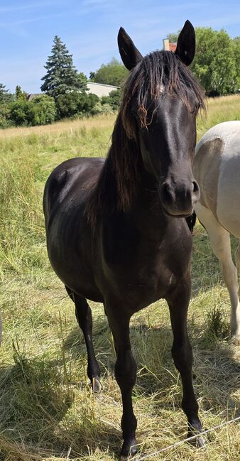 Verkaufe verschiedene pferde, Yvonne , Horses For Sale, Grimma, Image 7