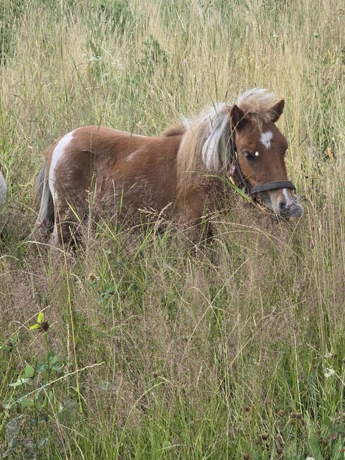 Verkaufe verschiedene pferde, Yvonne , Horses For Sale, Grimma, Image 5