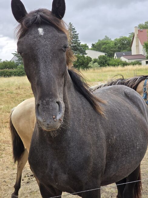 Verkaufe verschiedene pferde, Yvonne , Horses For Sale, Grimma, Image 4