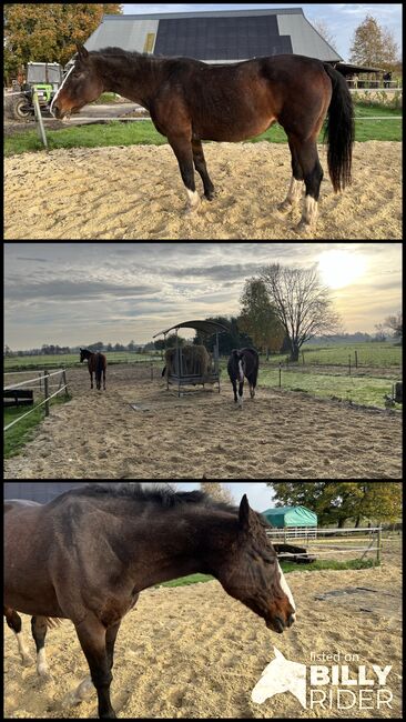 Beisteller abzugeben - nur in liebevolle Hände, Lisa, Horses For Sale, Brake, Image 4