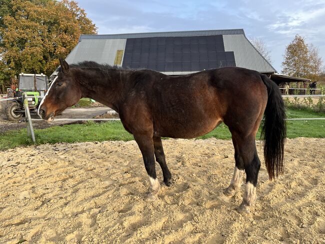 Beisteller abzugeben - nur in liebevolle Hände, Lisa, Horses For Sale, Brake