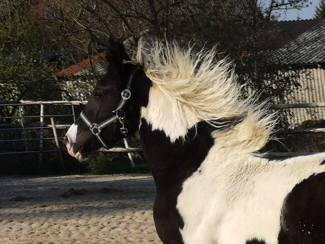 Einmalige Chance. BPS Barockpinto Hengst reinerbig!!!, Ralf, Horses For Sale, Edewecht, Image 2