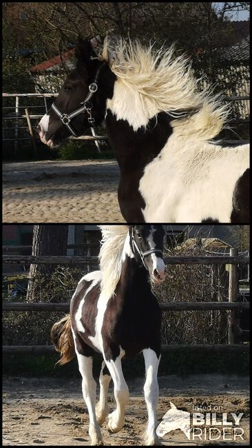 Einmalige Chance. BPS Barockpinto Hengst reinerbig!!!, Ralf, Horses For Sale, Edewecht, Image 3