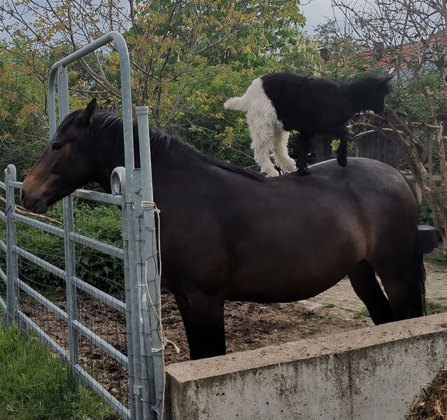 Unverbrauchte Criollo Stute für Freizeit und/oder Zucht, Kerstin Rehbehn (Pferdemarketing Ost), Horses For Sale, Nienburg, Image 2