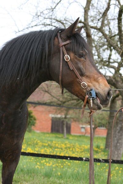 Unverbrauchte Criollo Stute für Freizeit und/oder Zucht, Kerstin Rehbehn (Pferdemarketing Ost), Horses For Sale, Nienburg, Image 3