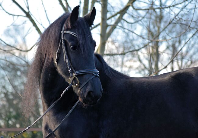 Unverbrauchte, artige Friesen Stute, Kerstin Rehbehn (Pferdemarketing Ost), Horses For Sale, Nienburg, Image 3