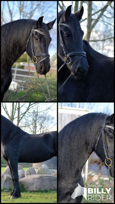 Unverbrauchte, artige Friesen Stute, Kerstin Rehbehn (Pferdemarketing Ost), Horses For Sale, Nienburg, Image 9