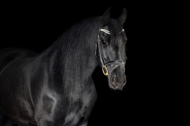 Unverbrauchte, artige Friesen Stute, Kerstin Rehbehn (Pferdemarketing Ost), Horses For Sale, Nienburg, Image 5